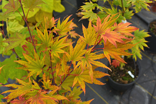 Moonrise Full Moon Maple